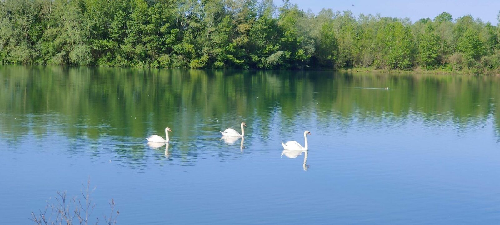 lac d'Abos avec les cygnes
